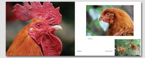images of chickens from the book, Ninety-Five