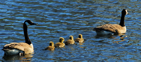 Canada Geese pair with babies