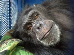 CJ the chimp. Photo by Bill Roe. Courtesy of Las Vegas CityLife.