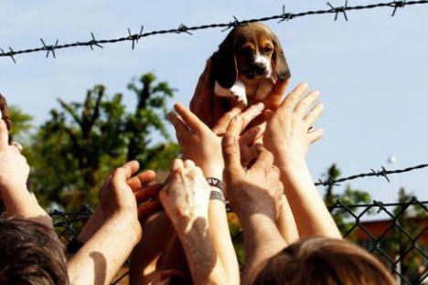 freeing beagle puppies in Italy